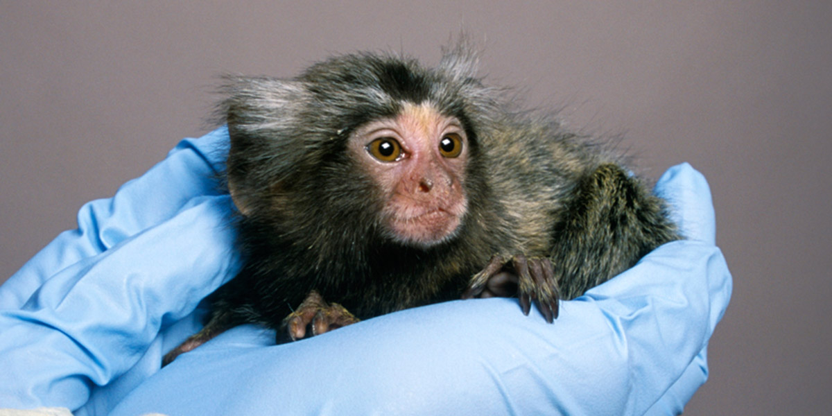 animal testing on monkeys