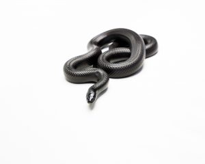 Black snake 