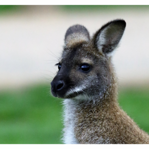 Help HRA to tell the Australian Research Council to STOP funding the use of #wallabies in cruel and scientifically obsolete #brain and #vision experiments!