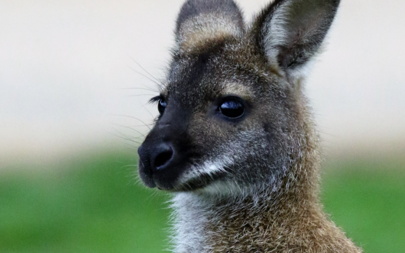 Help HRA to tell the Australian Research Council to STOP funding the use of #wallabies in cruel and scientifically obsolete #brain and #vision experiments!