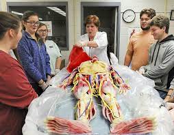 Synthetic cadaver for teaching 