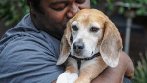 A beagle who spent all of his life in a research facility is rescued by a caring man and leaves for his forever home. Image Credit: We Animals Media.