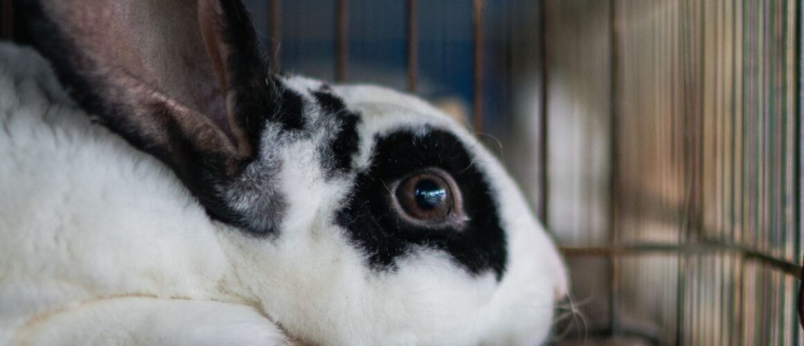 A rabbit in a cage in a research facility awaits her fate. Image Credit: We Animals Media.