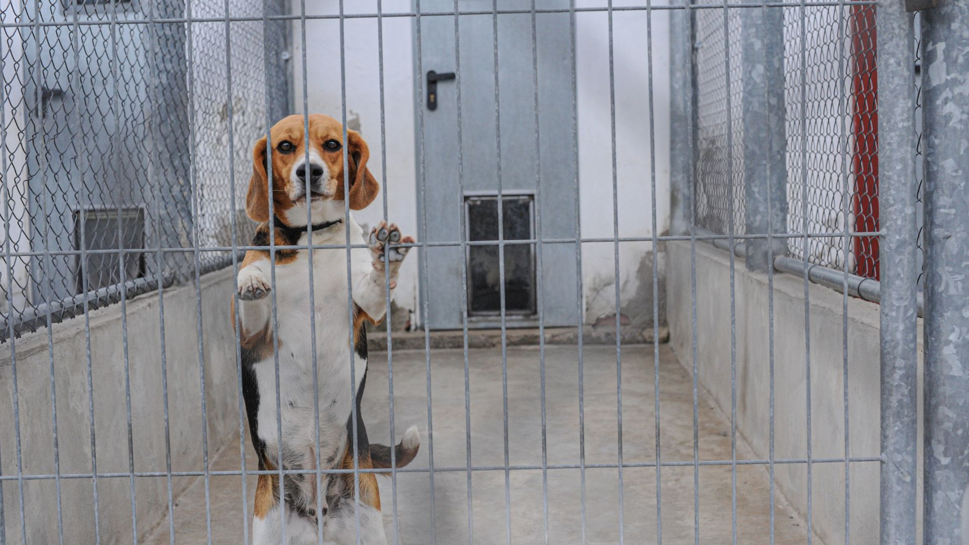 Beagles are social animals, this beagle paces around his empty concrete yard in a scientific research facility in Spain. Image Credit: We Animals Media.