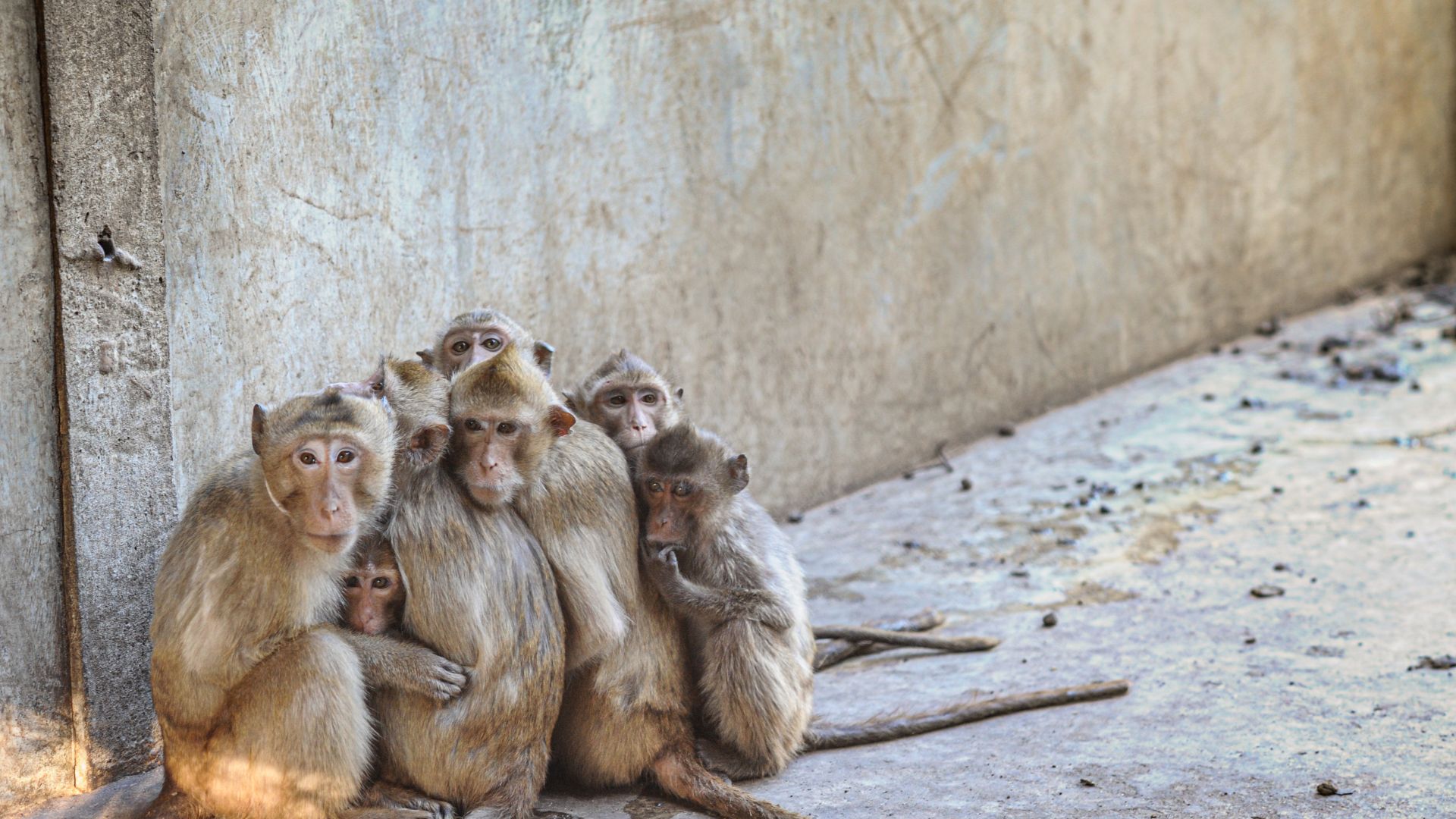 In many parts of the world, macaques and other small primates are bred for use in research in dire squalid conditions. Image Credit: We Animals Media.
