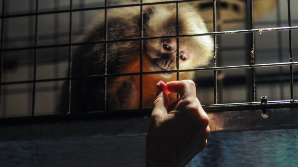 A lone capuchin monkey is fed after being rescued from a scientific research facility in the US. Credit: We Animals Media