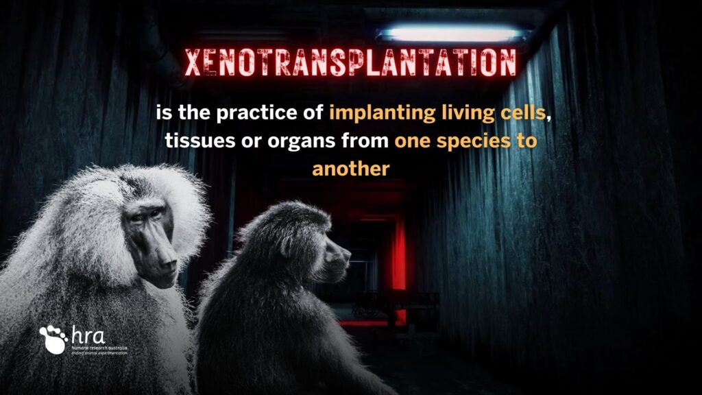 Xenotransplantation of pig cells to baboons at a Sydney research facility - HRA Snapshot