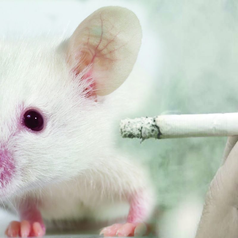 Smoke Inhalation Infographic mouse and cigarette - sarah design
